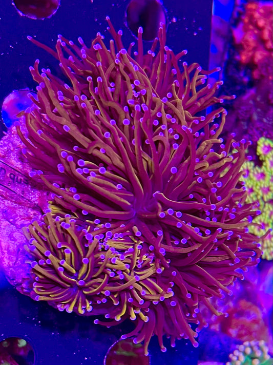 Indo Gold torch coral 2 heads