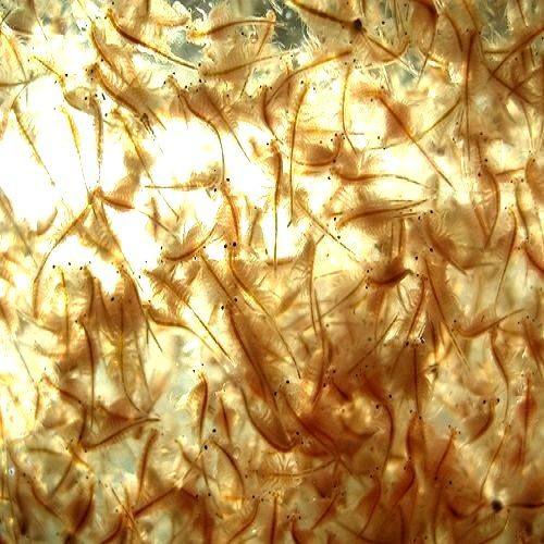 Live Brine Shrimp – Fresh Live Food for Fish with Specific Dietary Needs