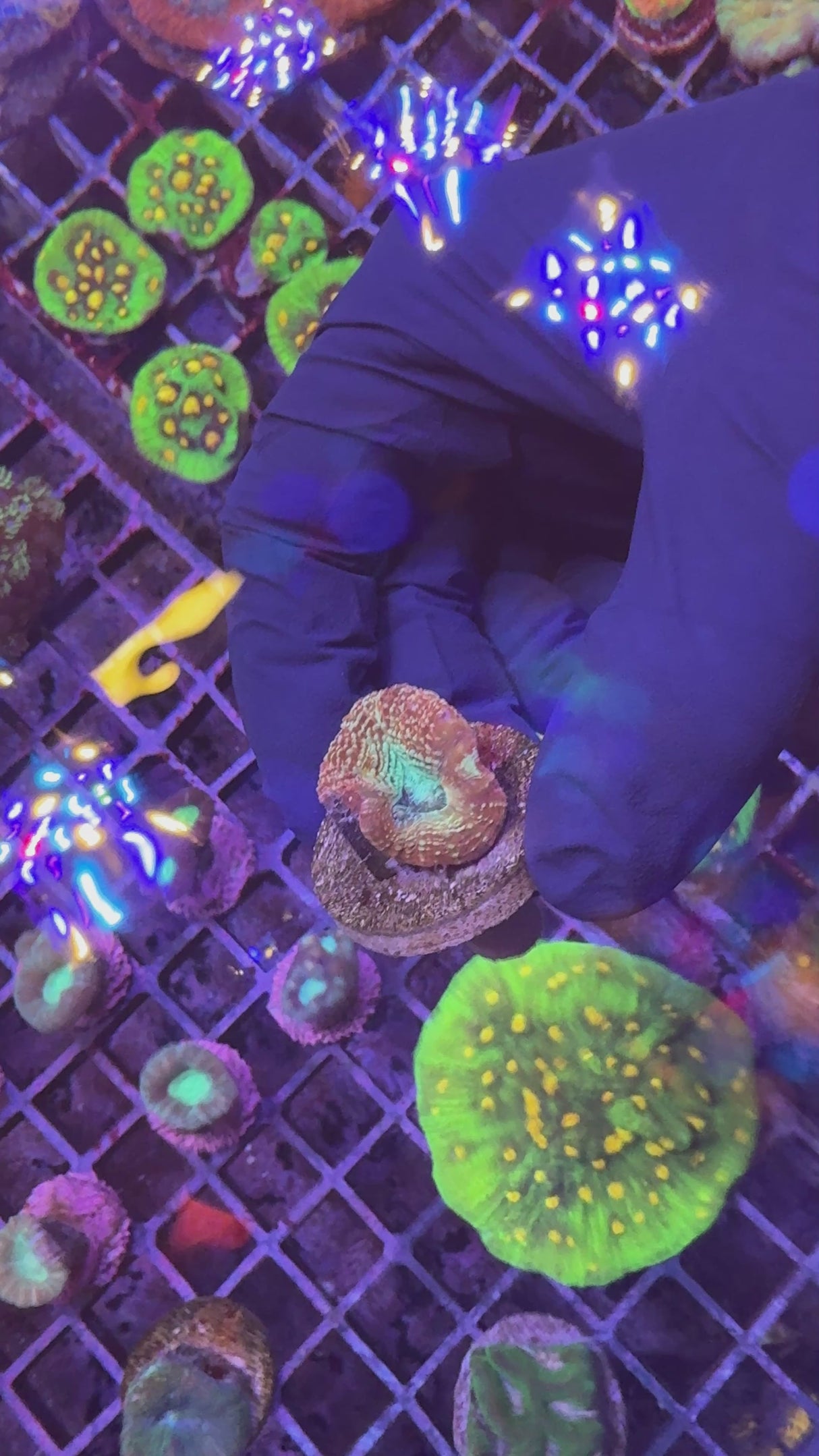 Rainbow acan