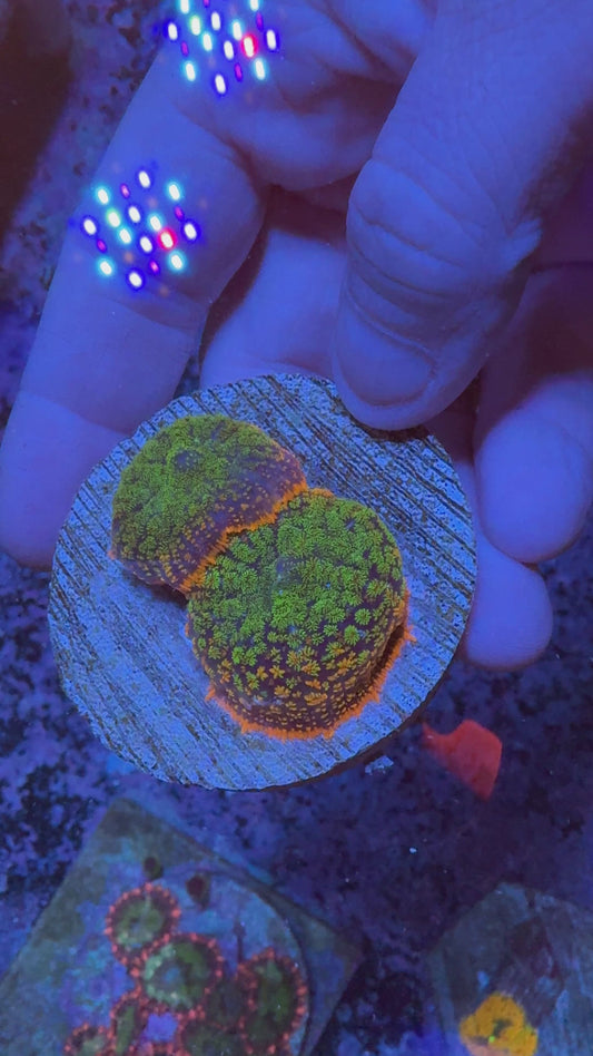 Maui waui
