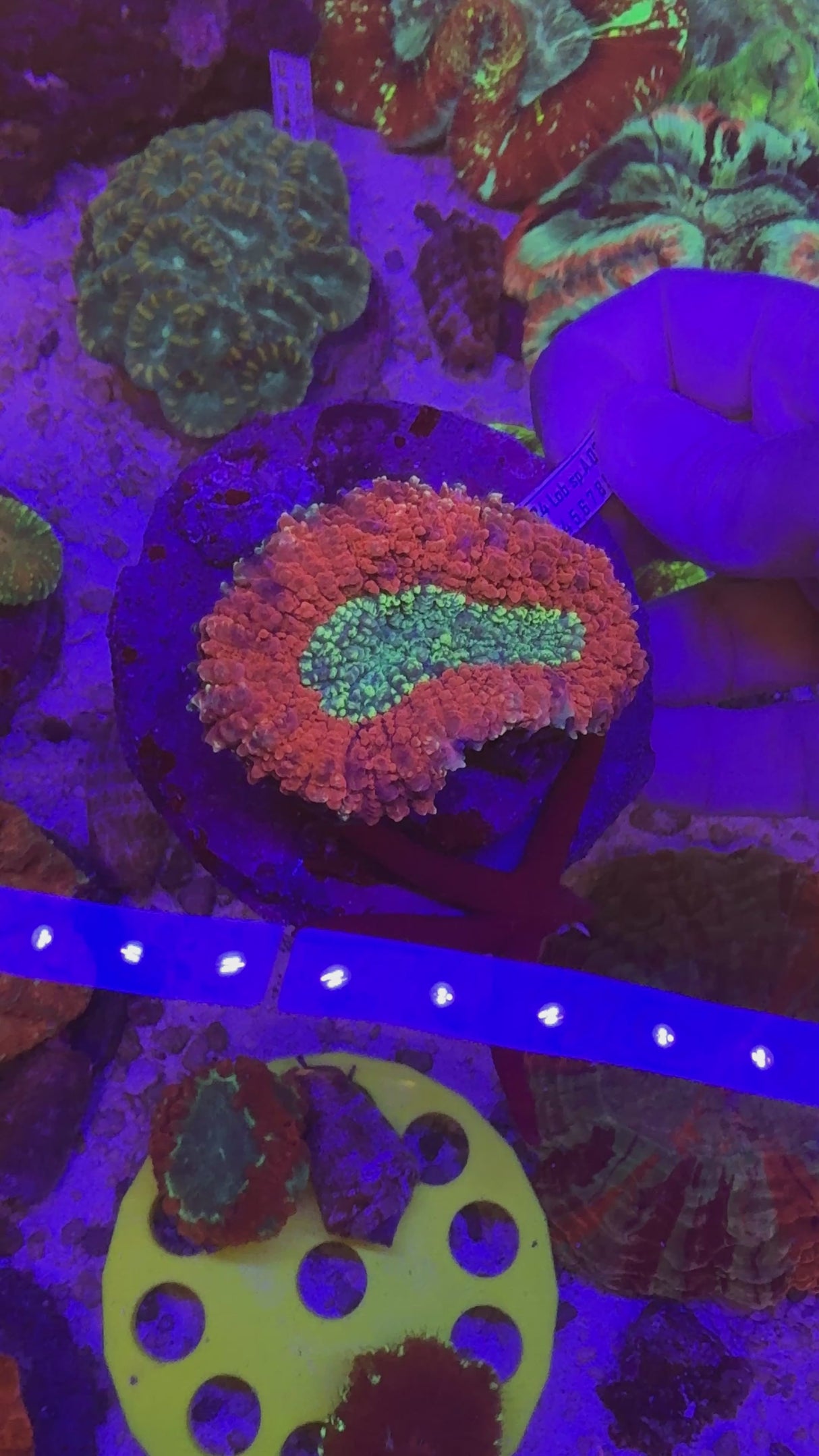 Ultra bright lobo