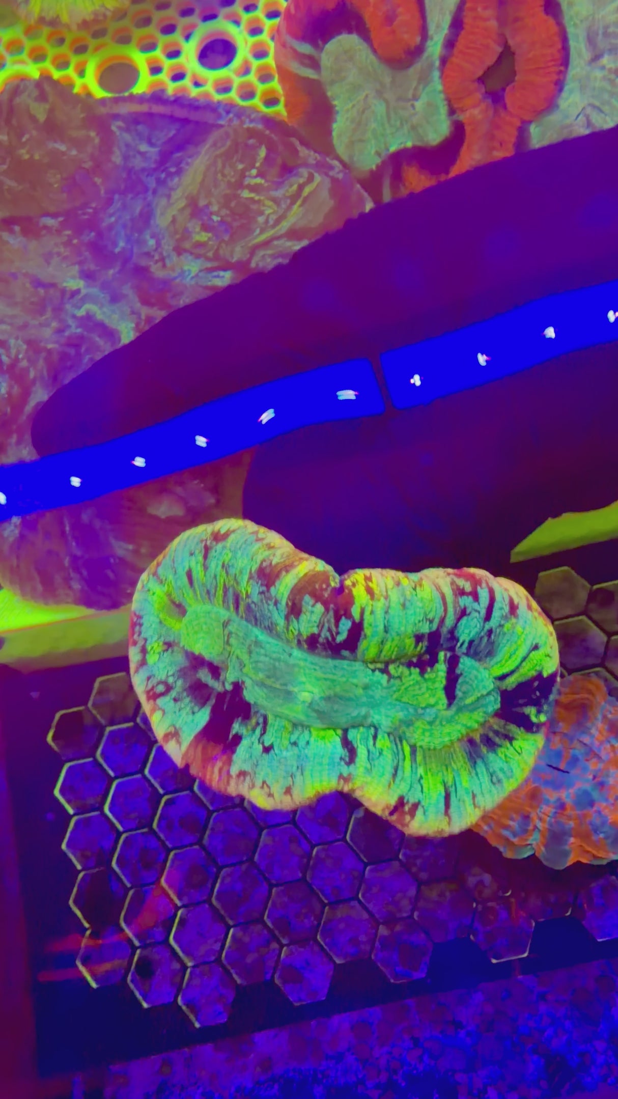 WF Master Tracy wysiwyg