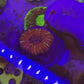 Maxima Scolymia