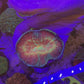 Rainbow Australomussa