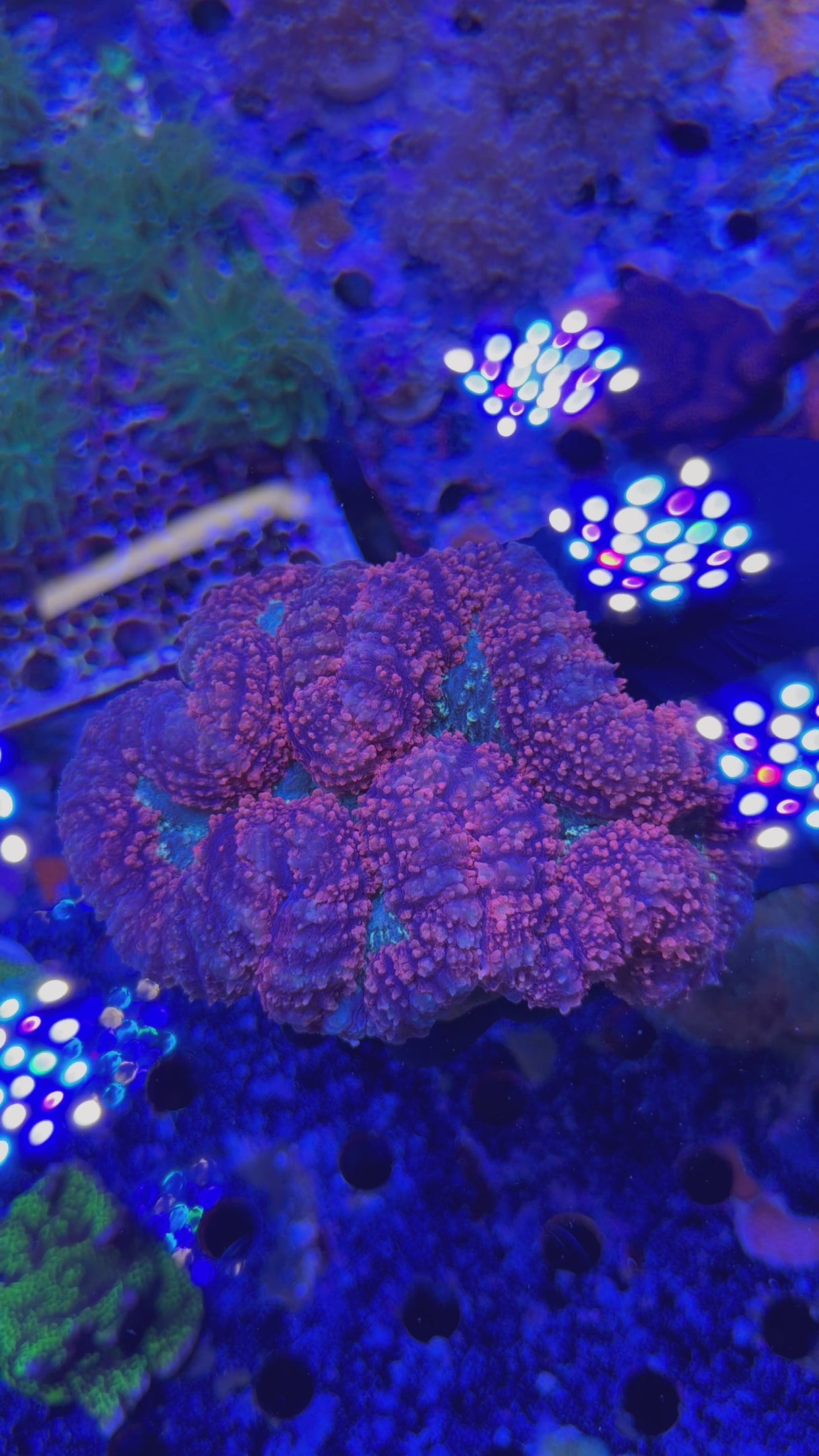symphyllia coral