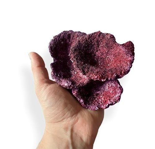Real Reef Rock Nano Plate Coral (Per Piece) – Natural Reef Rock