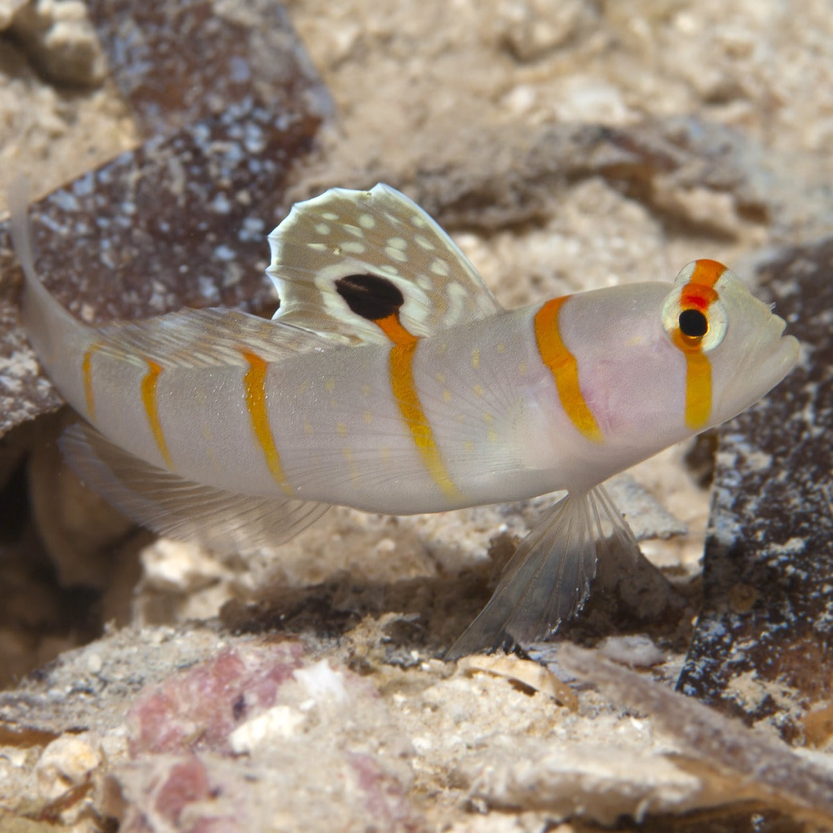 Randall's Shrimp Goby – Orange Stripe Prawn Goby Reef Safe Saltwater Fish (Amblyeleotris randalli)