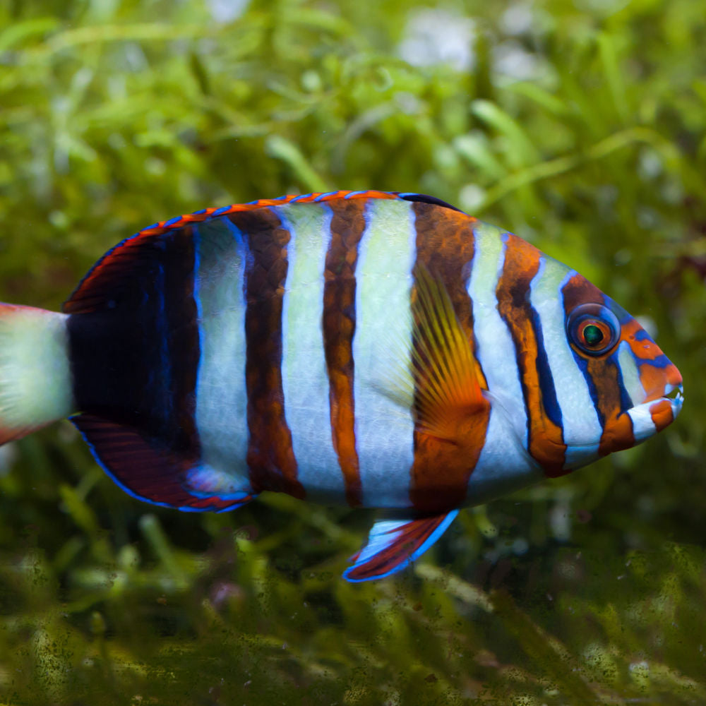 Australian Harlequin Tusk Wrasse – Colorful Saltwater Aquarium Fish (Choerodon fasciatus)