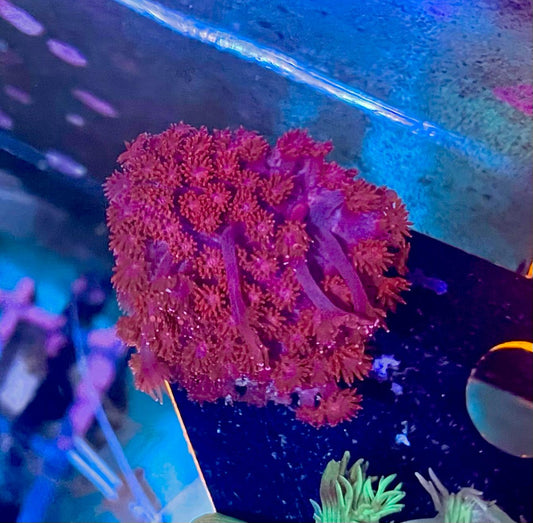 Goniopora bright Red